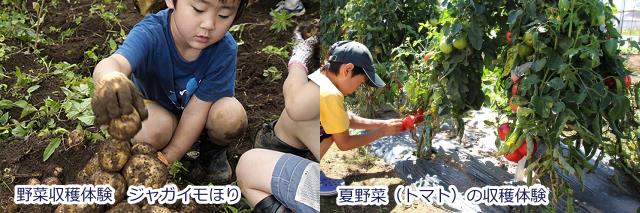 野菜収穫体験ジャガイモほり・夏野菜トマトの収穫体験
